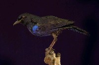 藏品(臺灣紫嘯鶇)的圖片